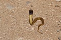 Juvenile Cape Cobra Royalty Free Stock Photo