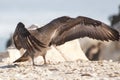 Juvenile Cape gannet - Morus capensis