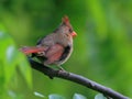 Juvenile cardinal Royalty Free Stock Photo