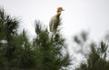 A Juvenile Cattle Egret (Bubulcus ibis) perched on a tree Royalty Free Stock Photo