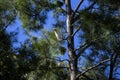 A juvenile Cattle Egret (Bubulcus ibis) perching on a tree Royalty Free Stock Photo