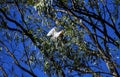 A juvenile Cattle Egret (Bubulcus ibis) perching on a tree Royalty Free Stock Photo