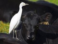 Juvenile Cattle Egret Royalty Free Stock Photo