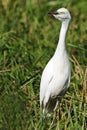 Juvenile Cattle Egret Royalty Free Stock Photo