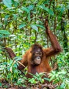 Juvenile Central Bornean orangutan ( Pongo pygmaeus wurmbii ) in natural habitat. Royalty Free Stock Photo