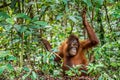 Juvenile of Central Bornean orangutan ( Pongo pygmaeus wurmbii ) in natural habitat. Royalty Free Stock Photo