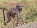 Juvenile chacma baboon isolated in the wild