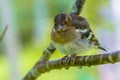 Juvenile Chaffinch on branch