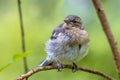 Juvenile Chaffinch perched on branch