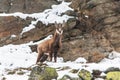 Juvenile Chamois(Rupicapra rupicapra) in a snowy day Royalty Free Stock Photo