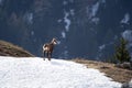 Juvenile chamois in the snow Royalty Free Stock Photo