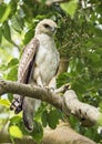 Juvenile changeable Hawk eagle