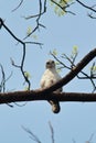 A juvenile changeable hawk eagle nisaetus cirrhatus is sitting on a branch