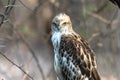 Juvenile Changeable Hawk Royalty Free Stock Photo