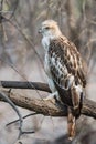 Juvenile Changeable Hawk Royalty Free Stock Photo