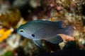 juvenile charcoal damsel fish on reef