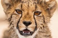 Juvenile Cheetah cub resting on the shade of a thorn tree in the Kalahari Royalty Free Stock Photo