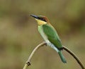 Juvenile of Chestnut-headed bee-eater (Merops leschenaulti) the Royalty Free Stock Photo
