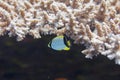 Juvenile Chevroned Butterflyfish and Lyretail Hogfish in Table Coral Royalty Free Stock Photo