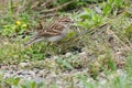 Chipping Sparrow - Spizella passerina Royalty Free Stock Photo