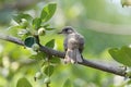 Juvenile Chinese Bulbul bird Royalty Free Stock Photo