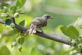 Juvenile Chinese Bulbul bird Royalty Free Stock Photo
