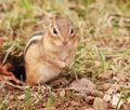 Juvenile chipmunk