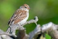 Juvenile Chipping Sparrow Royalty Free Stock Photo