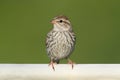 Juvenile Chipping Sparrow (Spizella passerina) Royalty Free Stock Photo