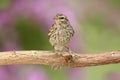 Juvenile Chipping Sparrow (Spizella passerina) Royalty Free Stock Photo