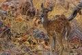 Young Innocent Juvenile Chital Deer Royalty Free Stock Photo