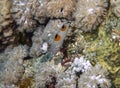 A juvenile Clown Wrasse Coris aygula in the Red Sea Royalty Free Stock Photo