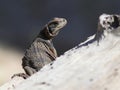 Juvenile Common Chuckwalla