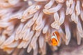 Juvenile Common Clownfish