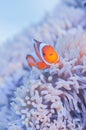 Juvenile Common Clownfish