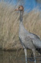 Common crane Grus grus in a lagoon.