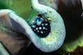 Juvenile Common Egg Cowry Ovula ovum Royalty Free Stock Photo