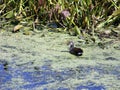 Juvenile Common Gallinule at Sweetwater Wetlands