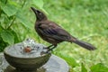 Juvenile Common Grackle Drinking from a Water Fountain Royalty Free Stock Photo