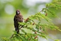 Juvenile Common Grackle sitting on a branch Royalty Free Stock Photo