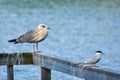 Juvenile common gull (Larus canus) standing on awooden fence with a common tern Royalty Free Stock Photo