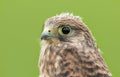 Juvenile Common Kestrel Royalty Free Stock Photo