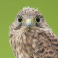 Juvenile Common Kestrel Royalty Free Stock Photo