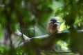 Juvenile Common kingfisher Royalty Free Stock Photo