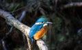 Juvenile Common Kingfisher Alcedo Atthis perching on a branch on its first day outside the nest during autumn season. Closeup