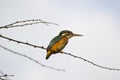 Juvenile Common Kingfisher Royalty Free Stock Photo