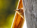 Juvenile Common Starling Poking Head out of Nest Box