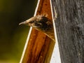 Juvenile Common Starling Waiting for Food