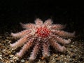 Juvenile Common sunstar, Crossaster papposus. Loch Creran, Diving, Scotland Royalty Free Stock Photo