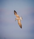 Juvenile common tern in flight Royalty Free Stock Photo